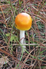 Orange mushroom in grass