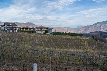 Vineyards in Eppan, south Tyrol, Italy, Europe.