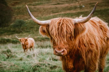 Deurstickers Schotse hooglander Hooglanders met lange hoorns