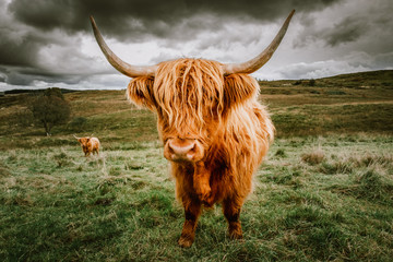 Highland Cattle with scenic background - obrazy, fototapety, plakaty