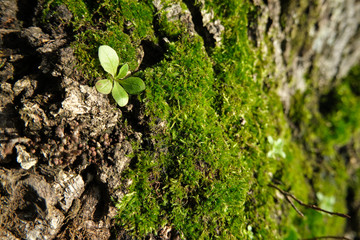 Tree trunk with moss 