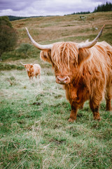 Highland Cattle with long horns