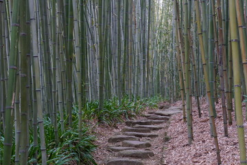Bambuswald Bambus