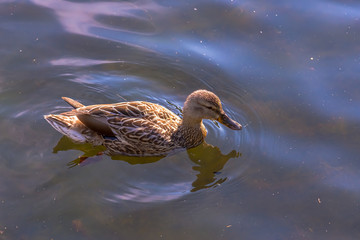 duck in water
