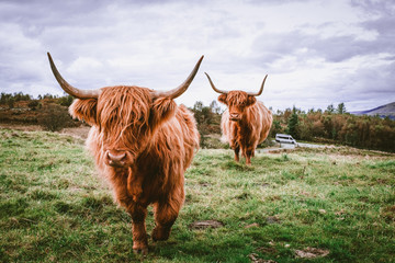 Highland Cattle with van in background