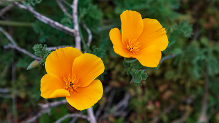Fototapeta premium California Poppy Blooms