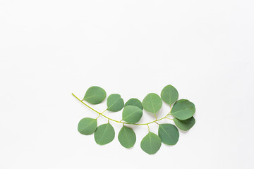 Beautiful twig of fresh aromatic eucalyptus on white background with copy space for your text. Minimal style composition.