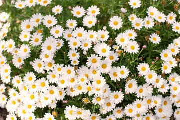 Many chamomile flowers in the sunlight, texture, background
