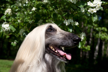 Dog Afghan Hound against background of blossoming branch of an apple tree