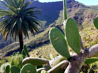 cactus in desert with a palm tree and mountains