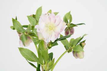 Obraz premium Hellabore Easer rose bloom on white background