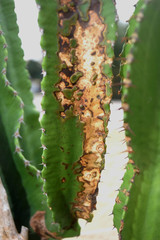 Fototapeta premium Maladies, taches brunes, sur un cactus cierge