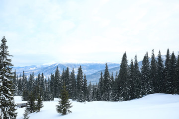Picturesque view of snowy coniferous forest on winter day