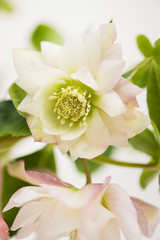 Hellabore Easer rose bloom on white background