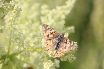 Obraz premium Distelfalter auf Rhabarberblüte