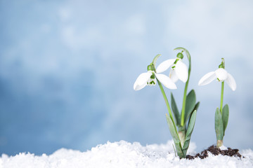 Fresh blooming spring flowers growing through snow, space for text