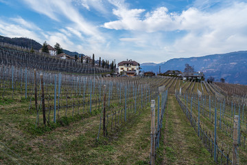 Vineyards in Eppan, south Tyrol, Italy, Europe.
