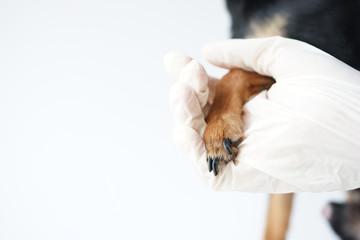 The paw of a dog in the hands of a veterinarian for safe professional trimming of the animals claws by a doctor.Close-up.