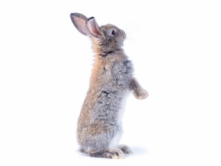 Gray cute rabbit standing on white background. Lovely action of young rabbit.