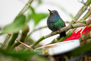 Hummingbird standing in a branch