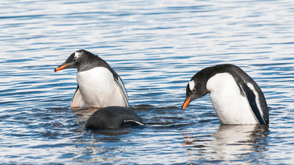 Naklejka premium Gentoo Penguin, Neko harbour,Antartica