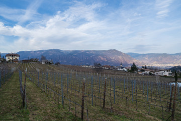 Vineyards in Eppan, south Tyrol, Italy, Europe.