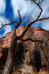 Zion National Park Tree Night 