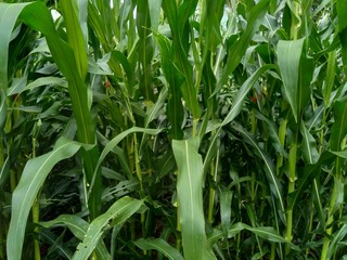 Corn field (Maize, Zea mays ssp. mays) in garden