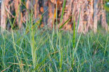 Green grass alternate wallpaper bokeh blur abstract fantasy.
