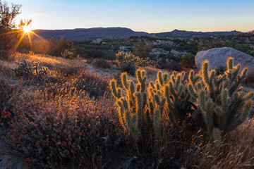 Desert Cactus Sunset