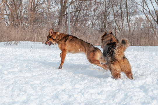 Large red dogs run on a snow-covered area, enjoying an outdoor walk in good winter weather
