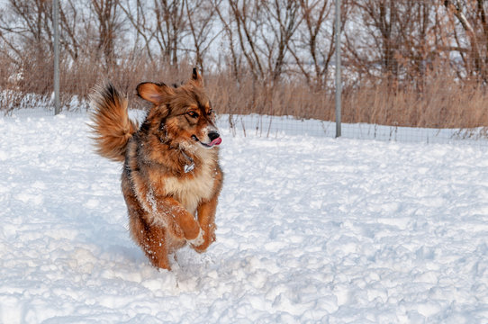 Beautiful red-haired big dog runs through the snow while walking on a winter day