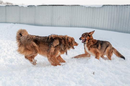 Large beautiful red dogs run on a snow-covered area in the countryside, enjoying an outdoor walk