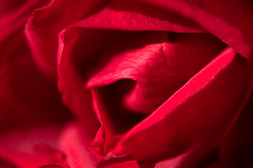Red Rose Bouton Petals CloseUp