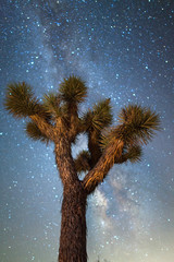 Joshua Tree Milky Way Night
