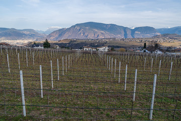 Vineyards in Eppan, south Tyrol, Italy, Europe.
