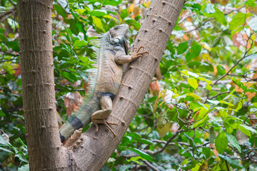 Iguana climbing on a tree in a park in Guayaquil, Ecuador