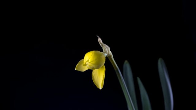 tlapse fast, bloom of a daffodil with black background