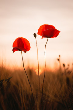 zwei Mohnbl&uuml;ten im Sonnenaufgang - Klatschmohn auf dem Weizenfeld im Fr&uuml;hsommer