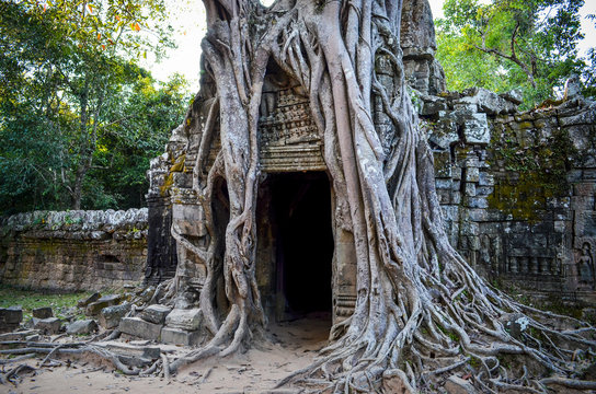 Ankor Wat, a 12th century historic Khmer temple and UNESCO world heritage site. Arches and carved stone with large roots spreading across the stonework. ,Angkor Wat