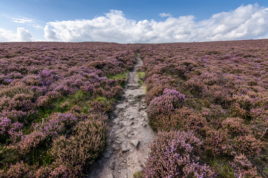 A footpath across the high moors of the Peak District National Park. Purple flowering heather. ,Peak District National Park