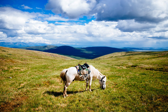White saddled horse grazing on rolling plains and hilltops.