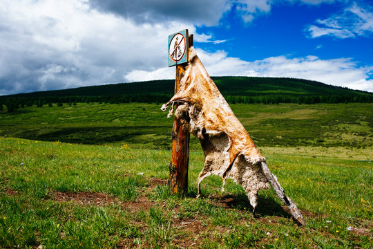 Close up of sheep hide stretched out to cure on a mountainside.