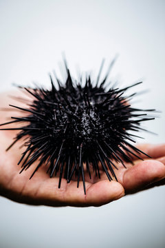 High angle close up of hand holding a fresh uni, sea urchin.,Bikuni