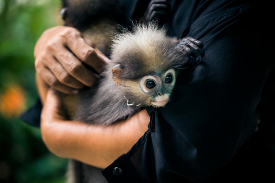 Close up of woman holding two young Macaque monkeys. ,Koh Samui