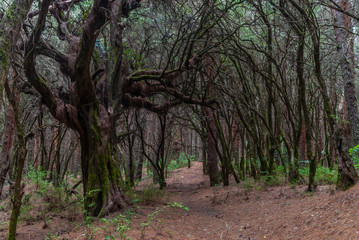 Fototapeta na wymiar Enchanted tree beside the path