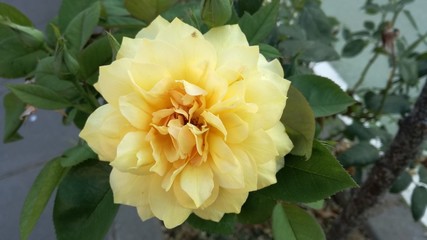 yellow flowers in the garden