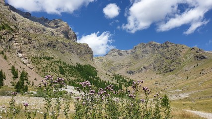 Fototapeta na wymiar Montagnes et fleurs en premier plan