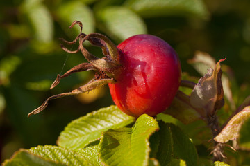 Rosa rugosa common names are rugosa rose, beach rose, Japanese rose, Ramanas rose, or letchberry