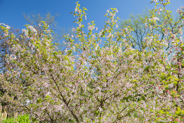 Toyamadzakura cherry blossom (Prunus incisa Thunb)